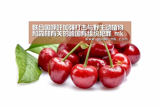 mk体育