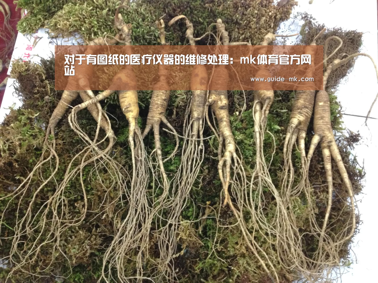 mk体育入口