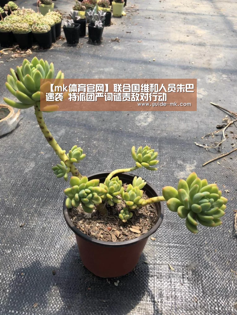 mk体育
